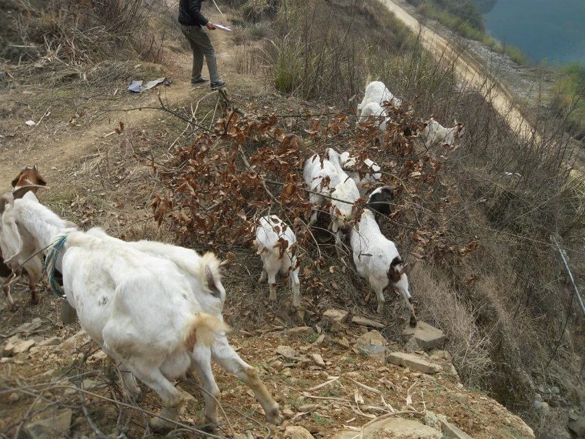 7、天苍苍,野茫茫, 风吹草低见牛羊。.jpg